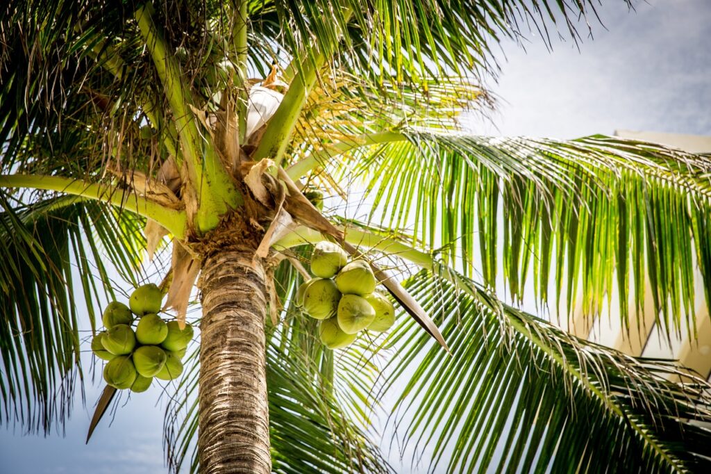 tree, palm, coconuts