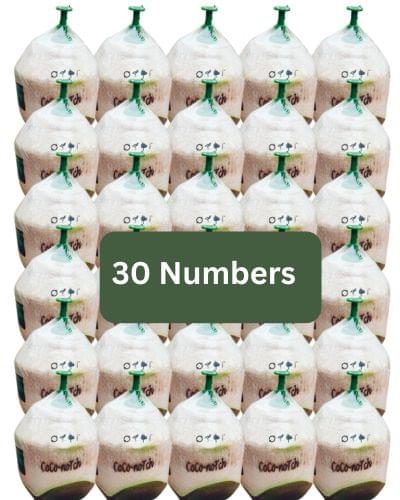 Fresh Coconuts water 30 numbers (Without Print) - Image 2